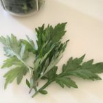 読めばすぐに摘みにいきたくなる！”よもぎ”で冷え・お肌改善中！