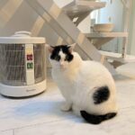 オイルヒーター、エアコン、灯油ヒーターなど暖房経験値高めの自分の最終結論は「暖話室」でした